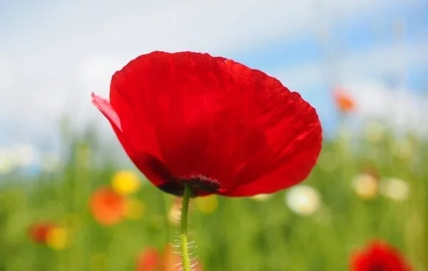 ANZAC Day