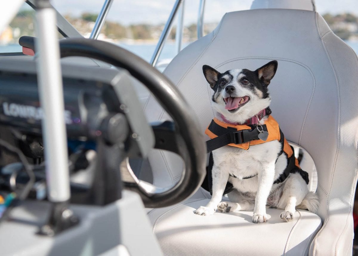 boat hire sydney all paws on deck 2 101