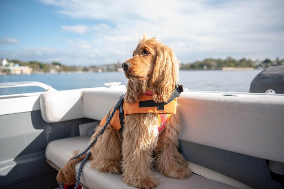 boat hire sydney all paws on deck 3 101
